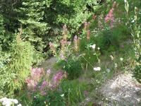 Pflanzenwelt in Kanada