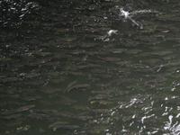 Viele Lachse im Fluss