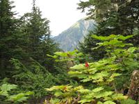 Wandern in den Bergen von Juneau