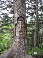 Wandern auf dem Mount Roberts in Juneau