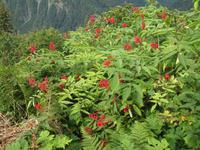 Wandern auf dem Mount Roberts in Juneau