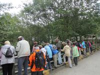 Wir sehen Lachse im Fluss