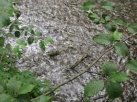 Wir sehen Lachse im Fluss