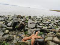 Seesterne Icy Straitpoint