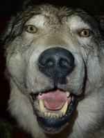 Achtung bissig - Im Indiandermuseum