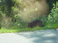 Der erste Bär in Sicht