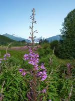 Sommer am Mendenhall-Gletscher