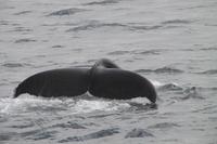 Mächtige Fluke eines Buckelwales