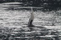 Rückenschwimmübung