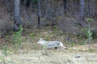 Coyote