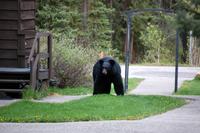 Besuch in der Sunwapta Falls Lodge