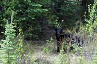 Wieder einen Bär gesichtet!