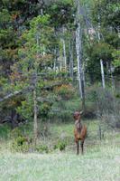 Wieder ein Tier gesichtet! :-)