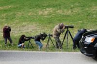 Kampf um den besten Bären-Schnappschuss