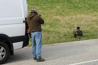 Ein Bär direkt an der Straße - unverantwortlich, da auszusteigen
