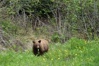 Grizzly am Wegesrand