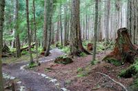 Gemäßigter Regenwald in Icy Strait Point - Nature Trail