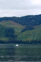 Wal in Icy Strait Point