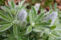 Spaziergang auf dem Mt. Roberts