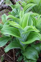 Spaziergang auf dem Mt. Roberts