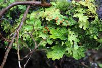 Spaziergang auf dem Mt. Roberts