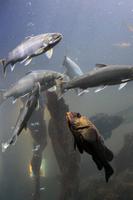 Im Besucherraum der Lachsaufzuchtstation