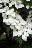 Queen Elizabeth Park in Vancouver