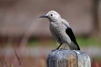 Sag uns doch bitte, was du für einer bist!