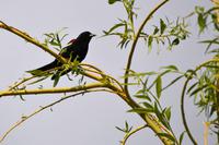 Vogelraten am Teich der South Thompson Inn & Guest Ranch in Kamloops