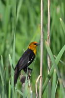 Vogelraten am Teich der South Thompson Inn & Guest Ranch in Kamloops
