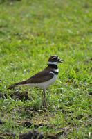 Vogelraten am Teich der South Thompson Inn & Guest Ranch in Kamloops