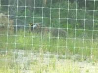 Grizzlybär am Wegesrand