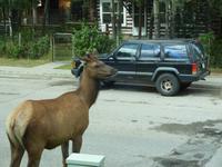 Wapitihirschkuh in Jasper