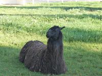 Lama auf der South Thompson Ranch
