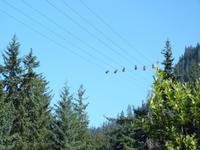 Seilbahn am Icy Strait Point