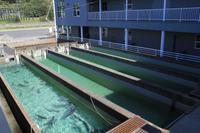 Lachsaufzuchtstaion Juneau