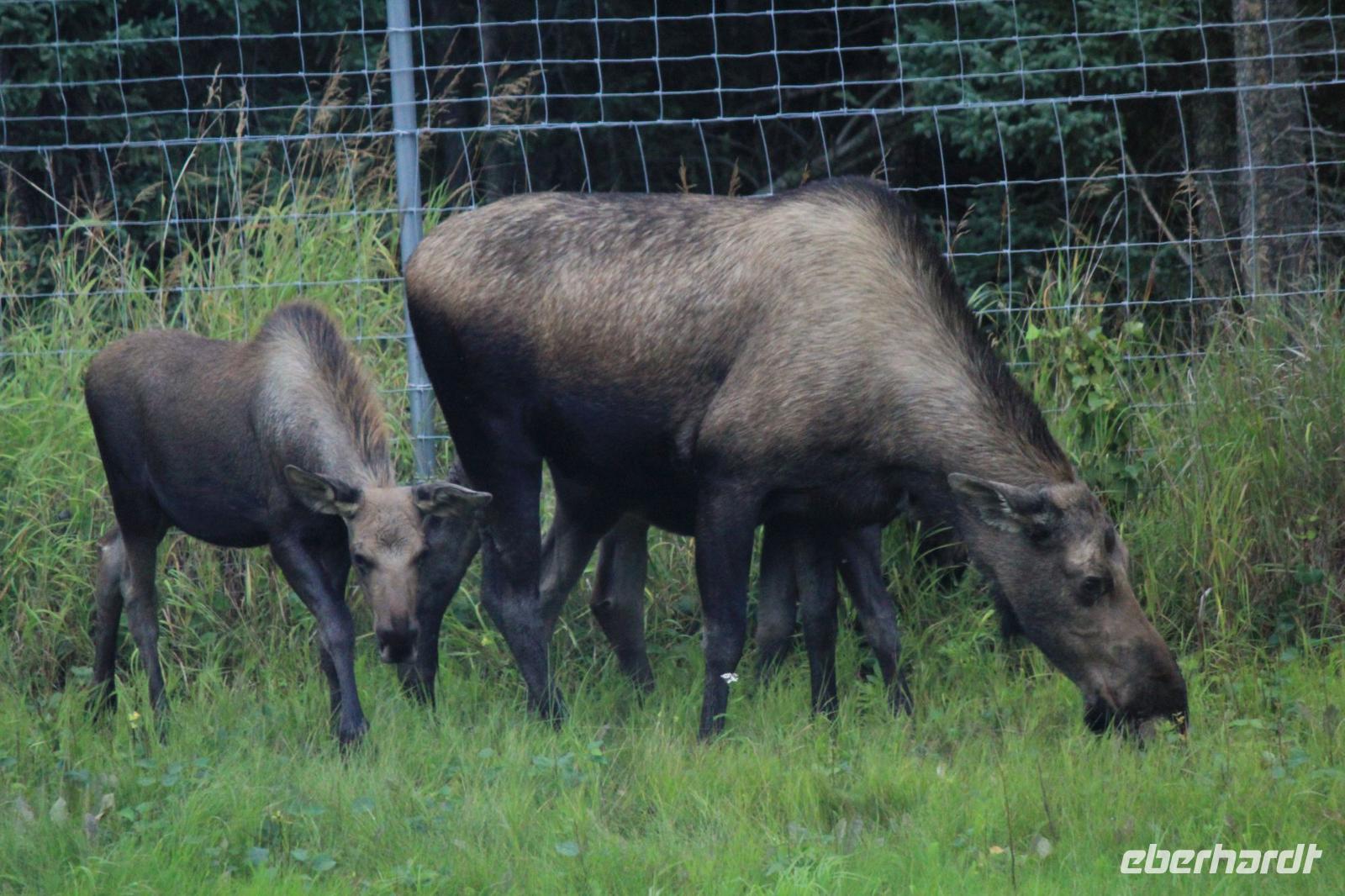 Elchfamilie!