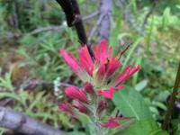 109 Indianerbuschpinsel