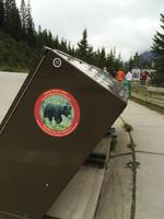 111 Baeren bleiben wild