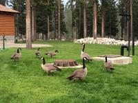 205 Kanadische Wildgaense