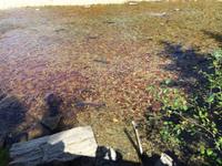 224 laichende Lachse bei Valemount