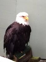 412 Weisskopfseeadler