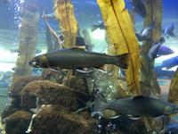 434 Aussehen in der Fruchbarkeitsphase