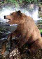 Ausgesstopfter Grizzly in Juneau