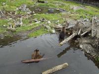 Bear Habitat Sitka