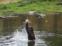 Bear Habitat Sitka