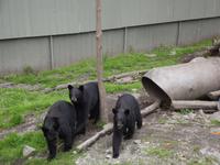 Bear Habitat Sitka