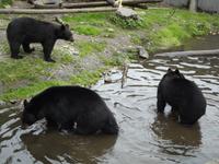 Bear Habitat Sitka