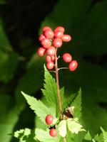 Beeren