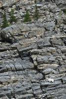 Bergziege